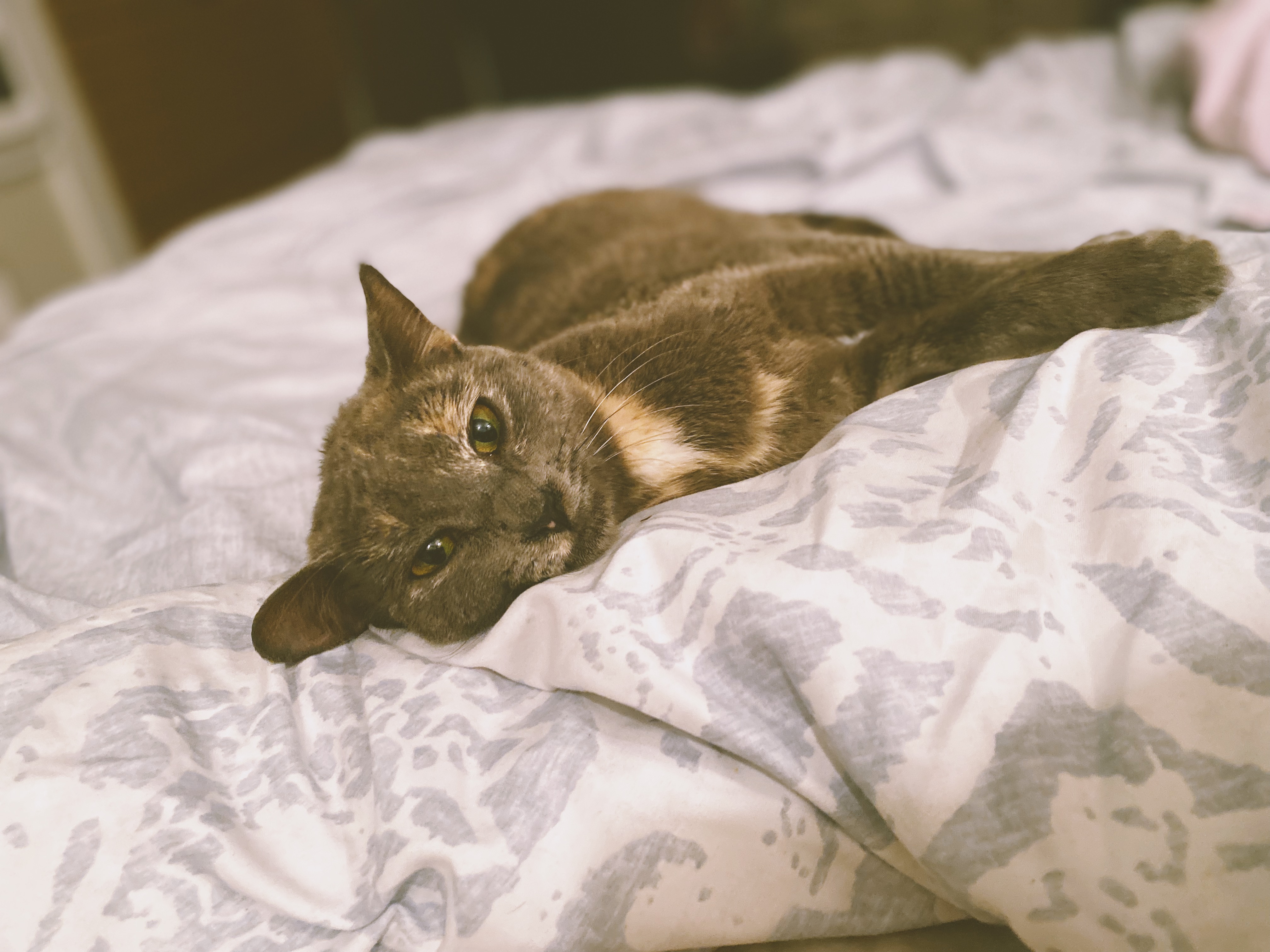 A cat at Seraphina's Sanctuary