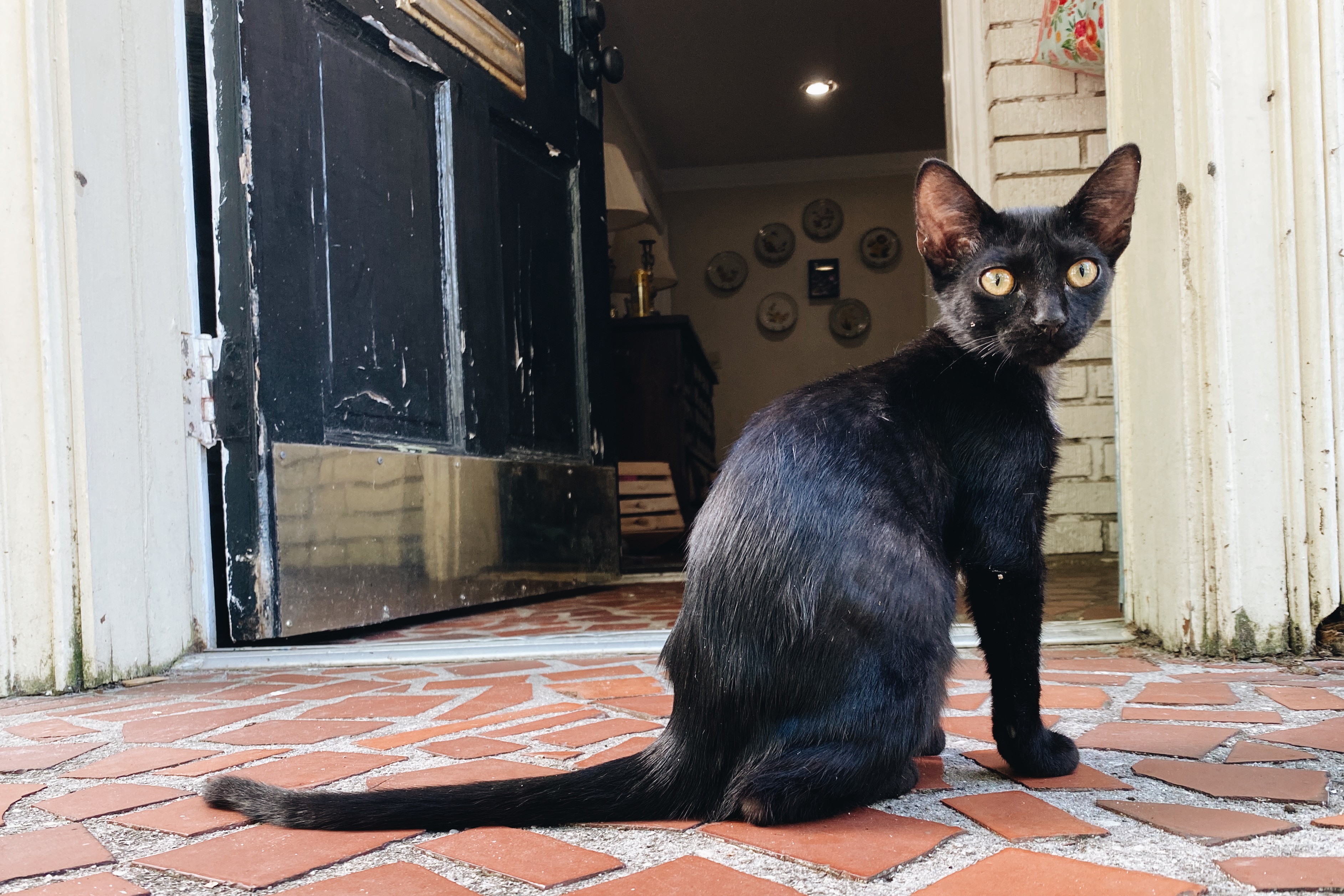A cat at Seraphina's Sanctuary