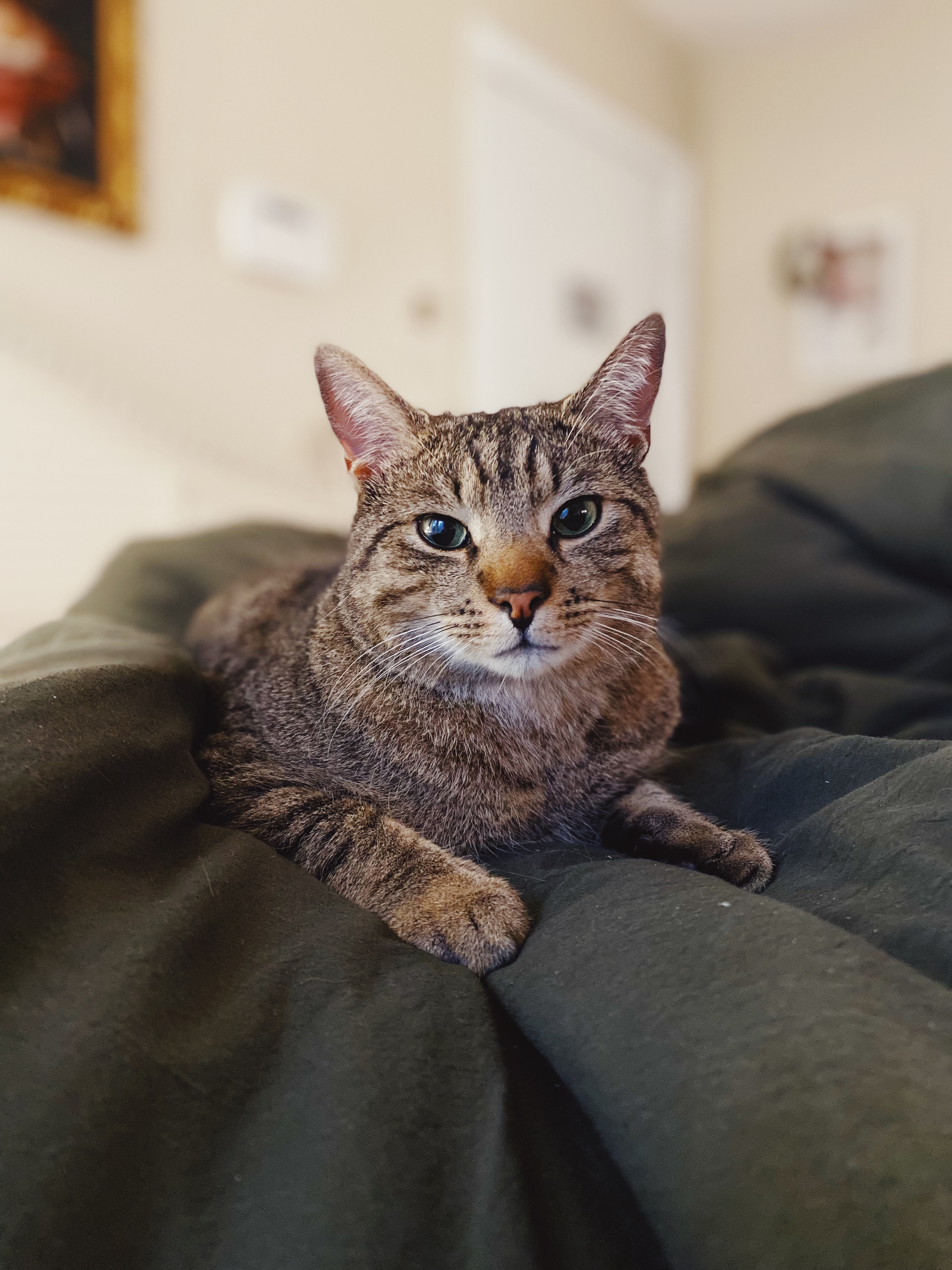 A cat at Seraphina's Sanctuary