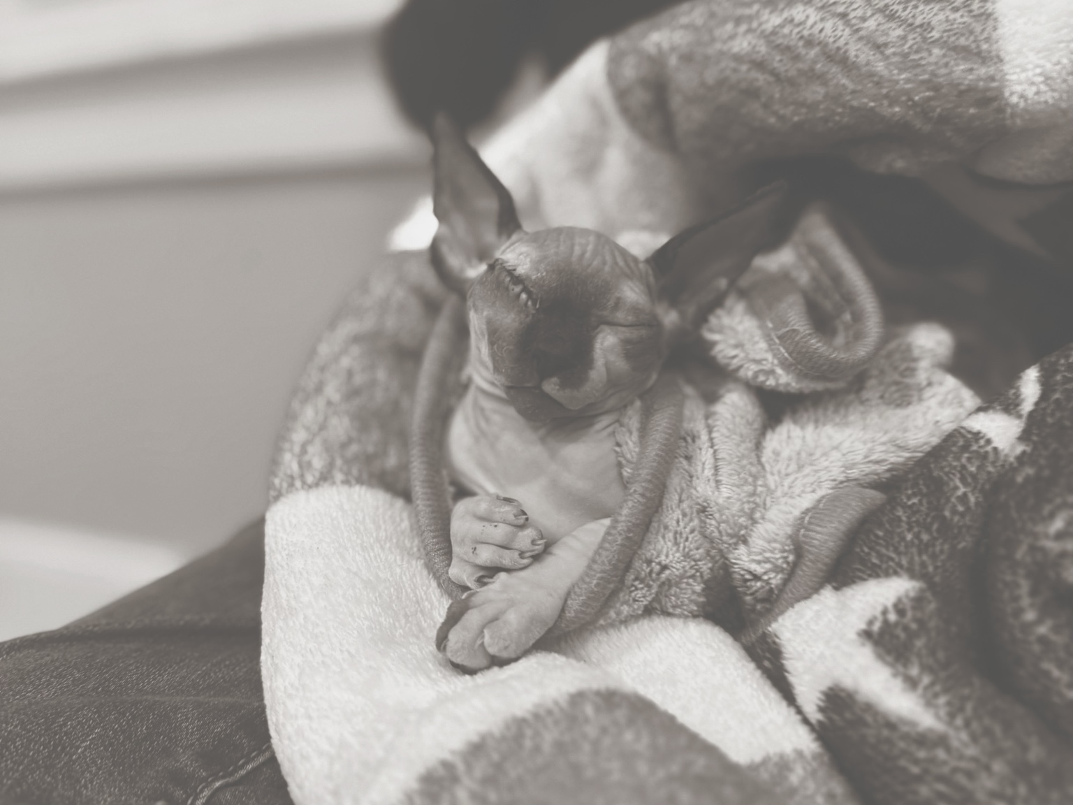 A cat resting comfortably at Seraphina's Sanctuary
